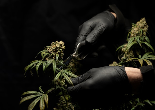 crystalweed-cannabis-aVkNlqThN60-unsplash